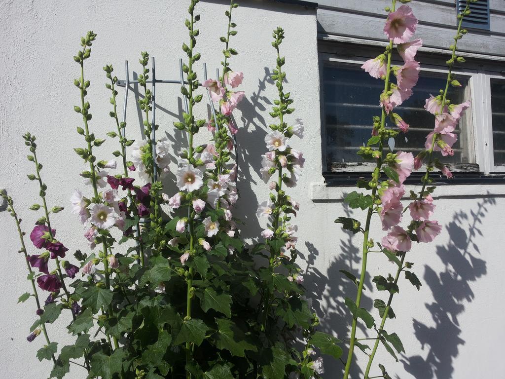 Laegenhet Lillisgarden Vallåkra Exterior foto